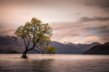 lonely tree in lake