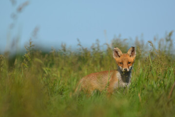Little red fox cub in the grass