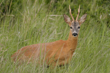 Roe deer buck in the grass
