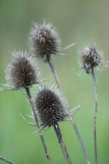White teasel seeds closeup view on green background