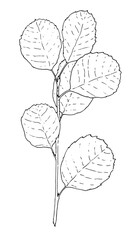 Vector branch of the Amelanchier tree. hand-drawn sketch-style small twig with rounded leaves veined with irgi fruit tree, black isolated outline on white background for design template