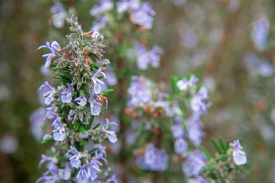 Photography of rosemary plant and flowers