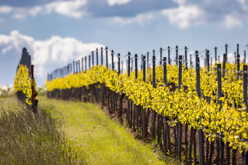 Fototapeta premium junge Weinreben im Frühjahr mit Wolkenhimmel