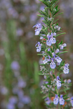 Photography of rosemary plant and flowers