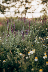 Flowers in the morning
