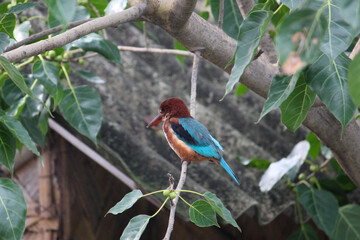 kingfisher on branch