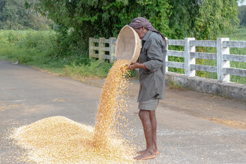 Amazing photo of middle aged Indian farmer winnowing harvest of wheat or maize to separate grain...