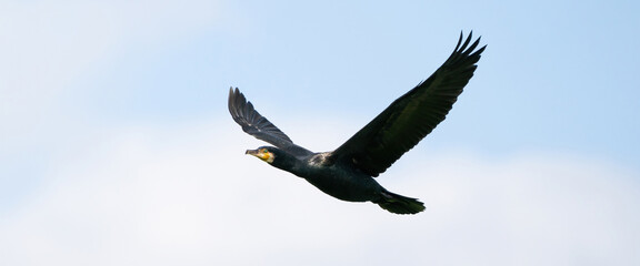 A panorama of a detailed Cormorant in flight with spread wings. Against a blue sky with white clouds. Copy space, cover, webbanner, social media