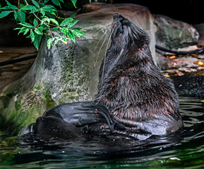 Fur seal near the stone. Latin name - Callorhinus ursinus	
