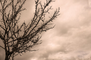 Photography of tree in a cloudy day