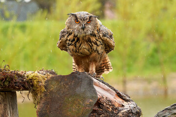 Eagle Owl, sits on a tree trunk with moss. The bird of prey looks angry, it is raining thick drops. The bird seen from the front
