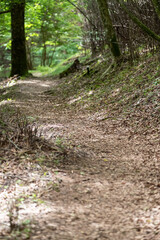 木漏れ日の登山道