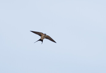 空を飛ぶツバメ