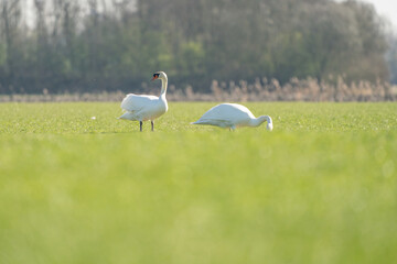 Two beautiful white swans in the grass. Grass in the foreground, reeds and trees in the background out of focus. One bird eats grass the other looks around