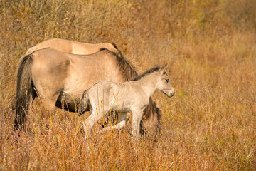 Mare and foal konik horse graze in the golden reeds