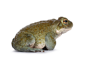 Fototapeta premium Bufo Alvarius aka Colorado River Toad, sitting side ways. Looking ahead with golden eyes. Isolated on white background.