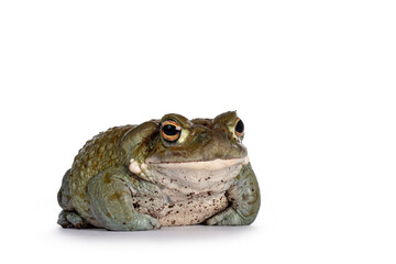 Bufo Alvarius aka Colorado River Toad, sitting facing front. Looking ahead with golden eyes. Isolated on white background.