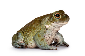 Bufo Alvarius aka Colorado River Toad, sitting side ways. Looking ahead with golden eyes. Isolated on white background.