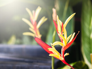 Bird of Paradise Blossom
