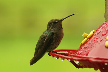 Closeup of a female Rufous hummingbird, Selasphorus rufus , sitting on the feeder in Northern Oregon
