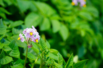 薄紫色のジャガイモの花