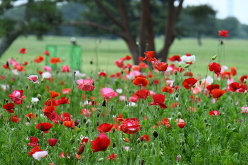 ポピーの花