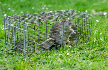 Brown rat caught in a wire trap.  Facing forward.  Garden setting with green grass and daisies. ...