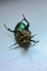 bug on a black background