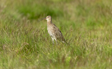 Curlew, Scientific name: Numenius arquata.  Adult Eurasian curlew facing left and calling with beak open in a summer meadow during the nesting season.  Blurred background.  Horizontal.  