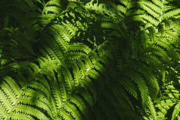 Fern leaves in the forest under the rays of the sun.