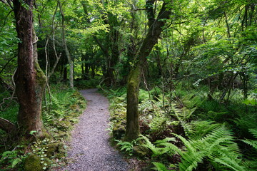 a refreshing spring forest with a path