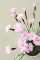 Pink small carnations in a vase, top view