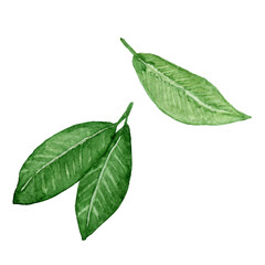 Obraz premium Cocoa leaves hand drawn watercolor clip art