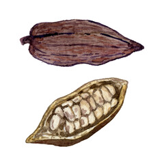 Cocoa pod hand drawn watercolor clip art