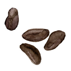 Naklejka premium Cocoa seeds hand drawn watercolor clip art