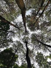 Pine Forest in Majalengka, one of a lot of pine forest in indonesia