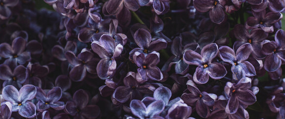 Spring branches of blooming lilacs under the rays of the sun. Banner