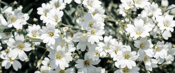 White wildflowers on a sunny day. Top view, flat lay. Banner