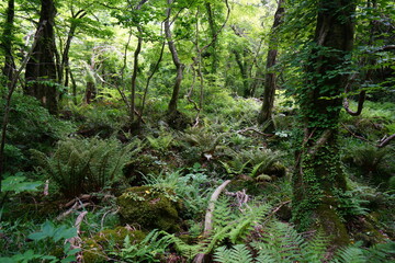 a lively dense forest in springtime