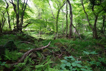 a lively dense forest in springtime