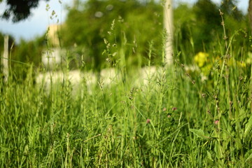 grass in the wind