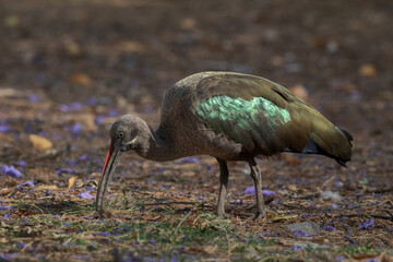 Hadada Ibis - Bostrychia hagedash, beautiful large ibis from African savannahs, bushes and lakes, Awassa, Ethiopia.