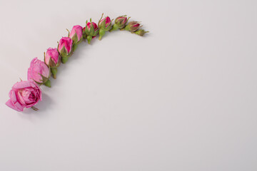 rose buds on a white background. a group of flower buds from large to small. stages of maturation of the rose. copy space