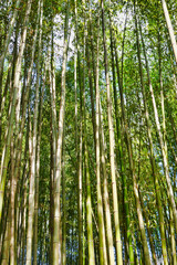 Bamboo forest in Sagano, Kyoto
京都 嵯峨野の竹林