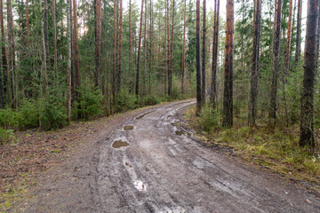 Beautiful spiral road in the forest, surrounded by green pines. Shot at spring time. Best area for hiking and explore woods.