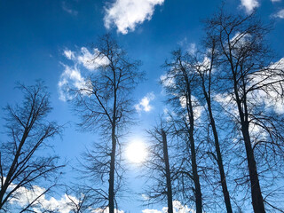 View to the sun trough trees  overrule sky with white clouds, shot at late winter time.