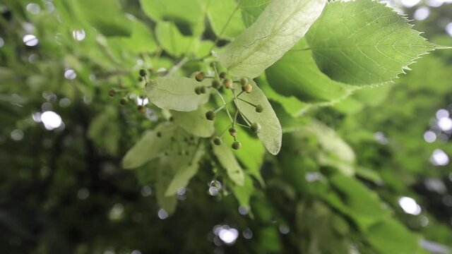 The wind flutters the buds and leaves of the linden tree in the rain.