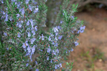 Photography of Rosemary plant with flowers
