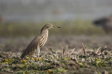 Pond Heron at Pobitora WLS