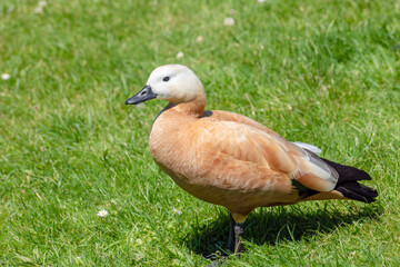 Obraz premium Ogar (Tadorna ferruginea) is a bright and distinctive red waterfowl.